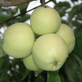 Jabłoń OLIWKA ŻÓŁTA - PAPIERÓWKA 