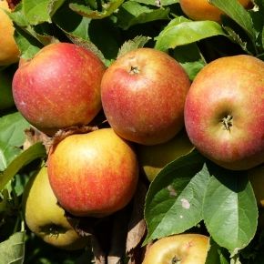 Jabłoń  ANTONÓWKA ZWYKŁA 
