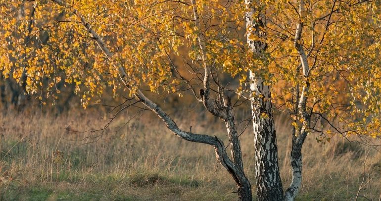 Drzewa ozdobne do ogrodu - kilka porad, jak najlepiej je dobrać