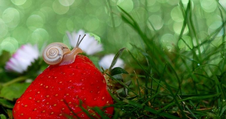 Ślimaki w ogrodzie - domowe sposoby zwalczania ślimaków