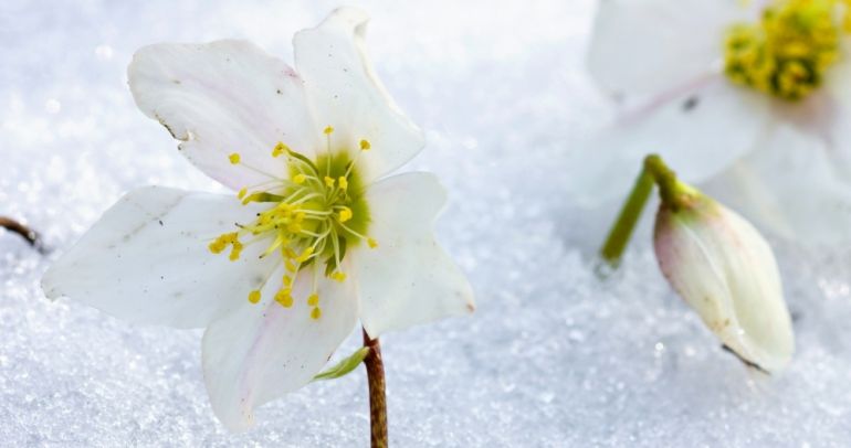 Ciemiernik, wyjątkowa roślina kwitnąca zimą.