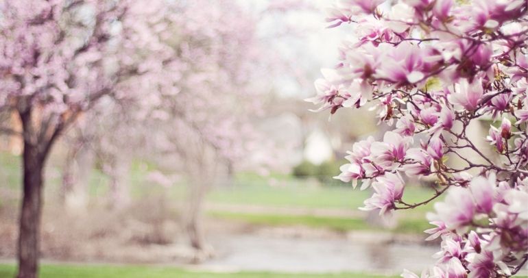 Magnolia. Gatunki i pielęgnacja. 