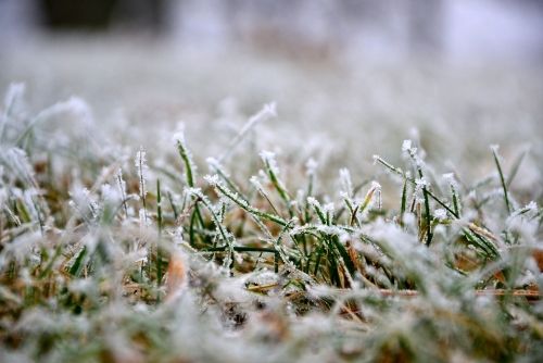 Trawnik po pierwszym śniegu