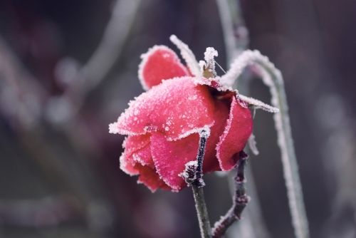 Rośliny, które przetrwają zimę - mrozoodporne odmiany