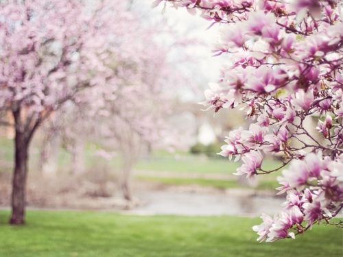 Magnolia. Gatunki i pielęgnacja.