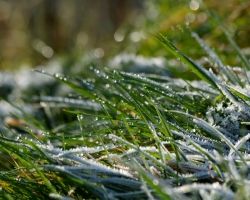 Grudzień w ogrodzie - zadbaj o swoje rośliny!