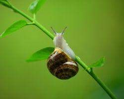 Ślimaki w ogrodzie - domowe sposoby zwalczania ślimaków