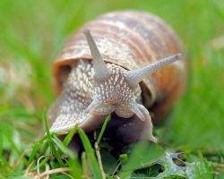 Ślimaki w ogrodzie - domowe sposoby zwalczania ślimaków