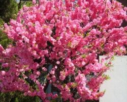 Najpiękniejsze krzewy kwitnące w maju