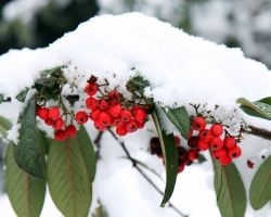 Czy zimą należy podlewać rośliny?