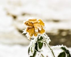 Czy zimą należy podlewać rośliny?