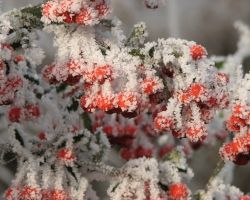 Piękne zimą, krzewy z kolorowymi owocami dekoracją w ogrodach. 