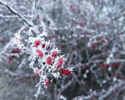 Piękne zimą, krzewy z kolorowymi owocami dekoracją w ogrodach. 