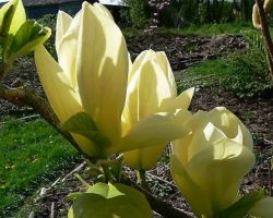 Magnolia YELLOW RIVER