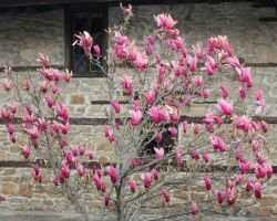 Magnolia. Gatunki i pielęgnacja. 