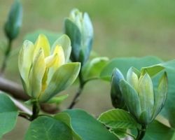 Magnolia drzewiasta BLUE OPAL