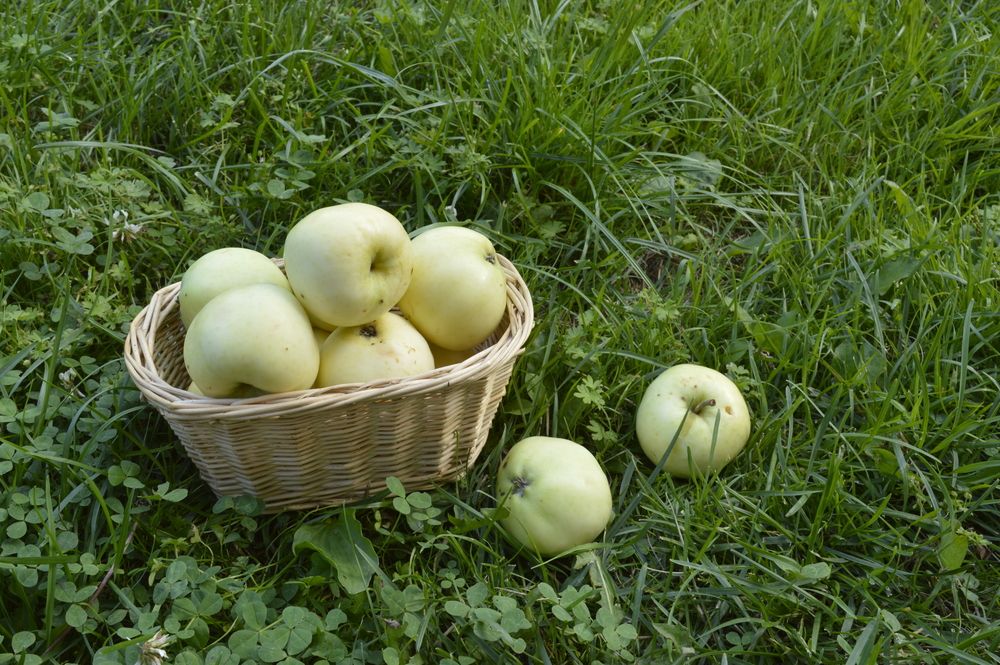 Jabłoń ANTONÓWKA ZWYKŁA | JABŁONIE | DRZEWA OWOCOWE