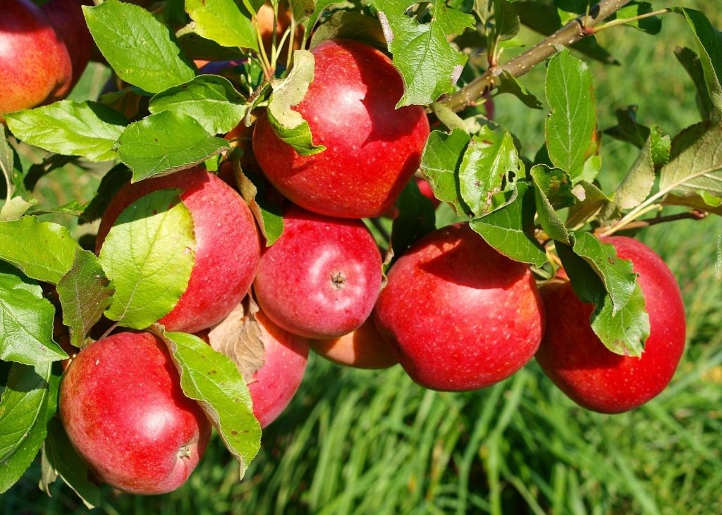 Jabłoń OLIWKA CZERWONA | JABŁONIE | DRZEWA OWOCOWE