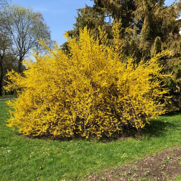 Forsycja pośrednia GOLDZAUBER | FORSYCJE | KRZEWY OZDOBNE