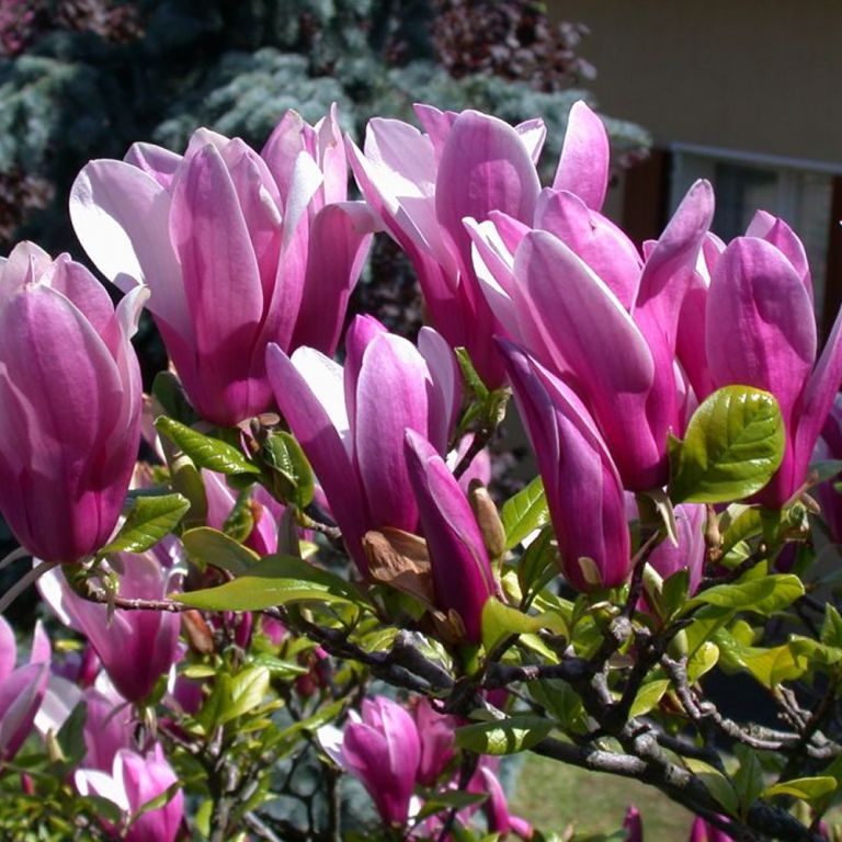 Magnolia SUSAN | MAGNOLIE | KRZEWY OZDOBNE