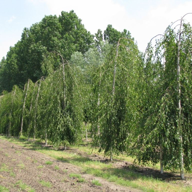 Brzoza pożyteczna LONG TRUNK 100-140 cm, BRZOZY