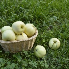 Jabłoń OLIWKA ŻÓŁTA - PAPIERÓWKA 