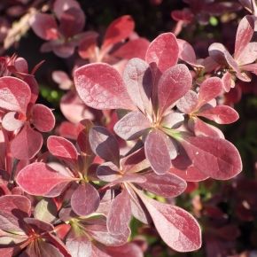 Berberys Thunberga ATROPURPUREA