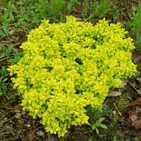 Berberis thunberga GOLDEN GHOST