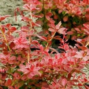 Berberys Thunberga ORANGE CARPET