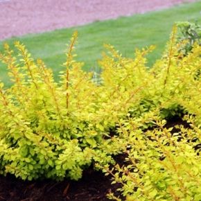 Berberys Thunberga GOLDEN CARPET