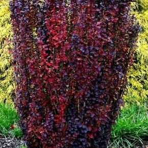 Berberys Thunberga RED PILLAR