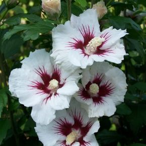  Hibiskus ketmia syryjska MONSTROSUS