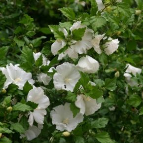 Hibiskus ketmia syryjska DIANA