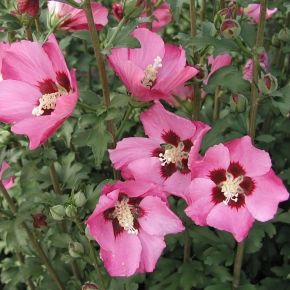 Hibiskus ketmia syryjska PINK GIANT 