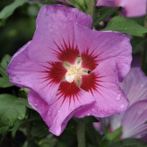 Hibiskus ketmia syryjska RUSSIAN VIOLET 