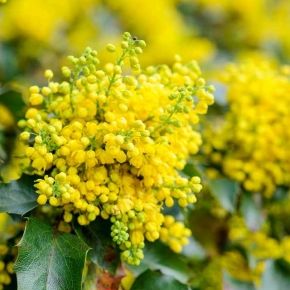 Mahonia POSPOLITA