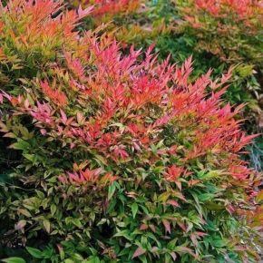 Nandina domowa  FIRE POWER