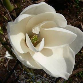 Magnolia  ELISA ODENWALD