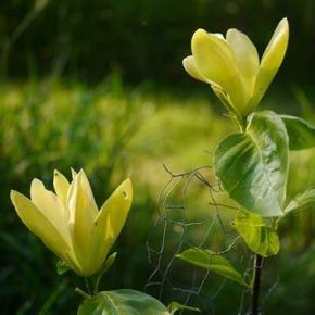 Magnolia GREEN BEE