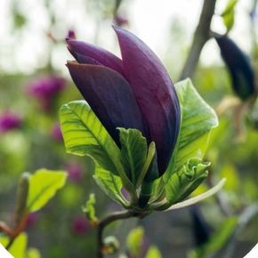 Magnolia BLACK BEAUTY