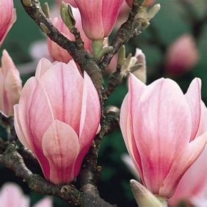 Magnolia PINK GOBLET
