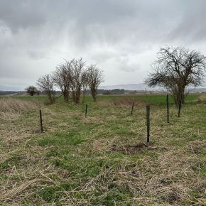 Pakiet roslin do założenia remizy śródpolnej , poletek zaporowych dla zwierzyny.