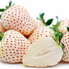 Truskawka biała ananasowa PINEBERRY