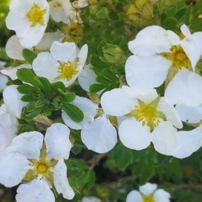 Pięciornik krzewiasty WHITE LADY