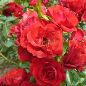 Róża SCARLET MEIDILAND 