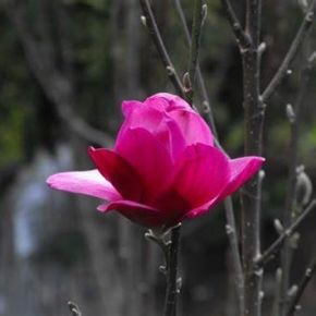 Magnolia PINK PIRAMID