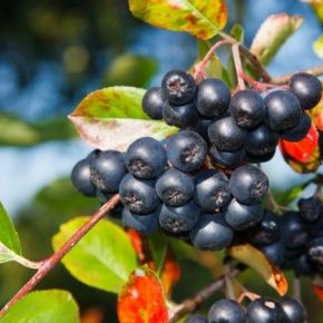 Aronia GALICJANKA krzew DONICA