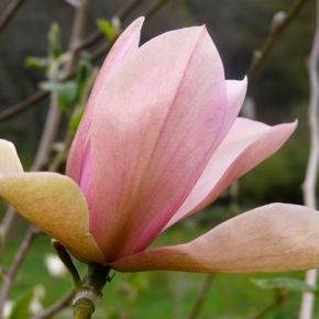 Magnolia FLAMINGO