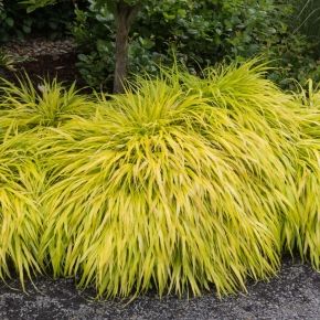 Hakonechloa smukła ALL GOLD