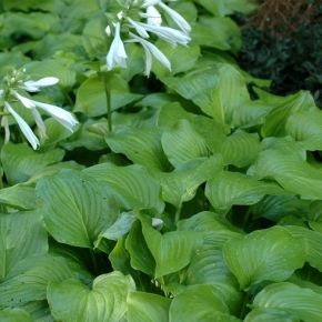 Funkia- Hosta  pachnąca GRANDIFLORA